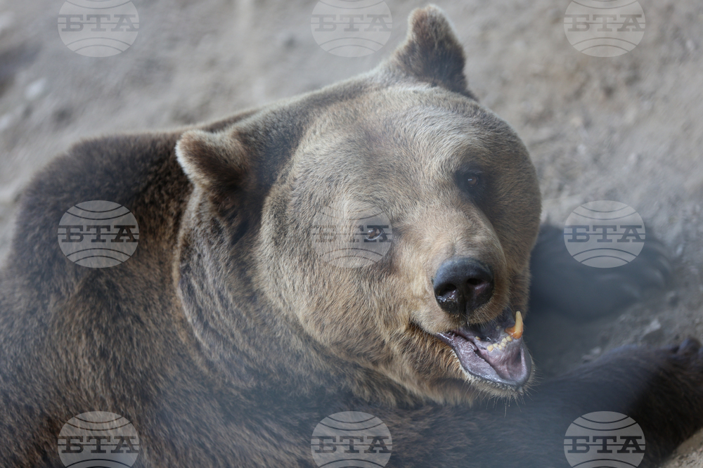 Благоевград - Парк за мечки Белица - медицински преглед