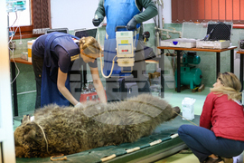 Благоевград - Парк за мечки Белица - медицински преглед