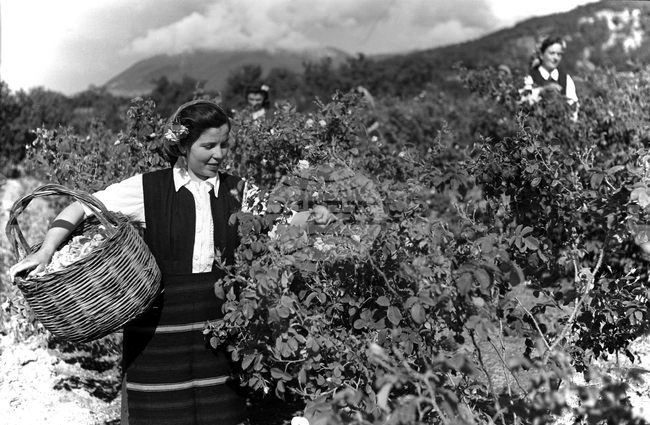 Розобер в село Розино