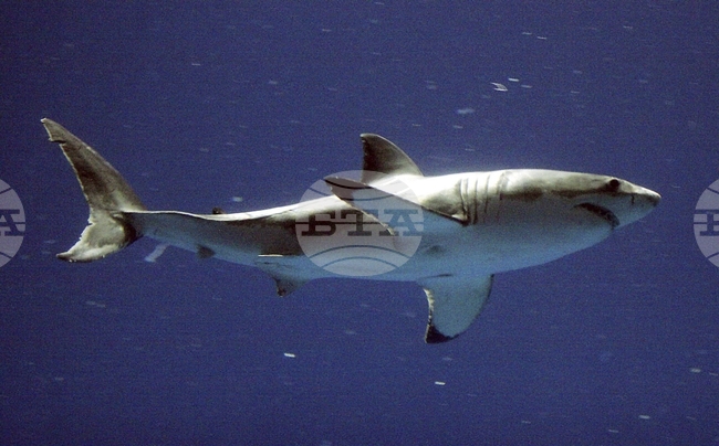 Въдичар улови и освободи голяма бяла акула край бреговете на Черна гора