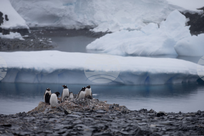 Британски учени откриха микропластмаса в най-отдалечените райони на Антарктида