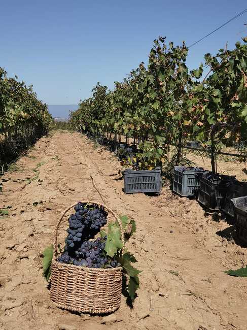 Government Offers for Ratification Protocol on Relocation of International Vine and Wine Organization Headquarters