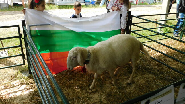 Bulgarian Development Bank Presents Financial Instruments Supporting Agricultural Sector at 13th National Sheep Breeders' Gathering