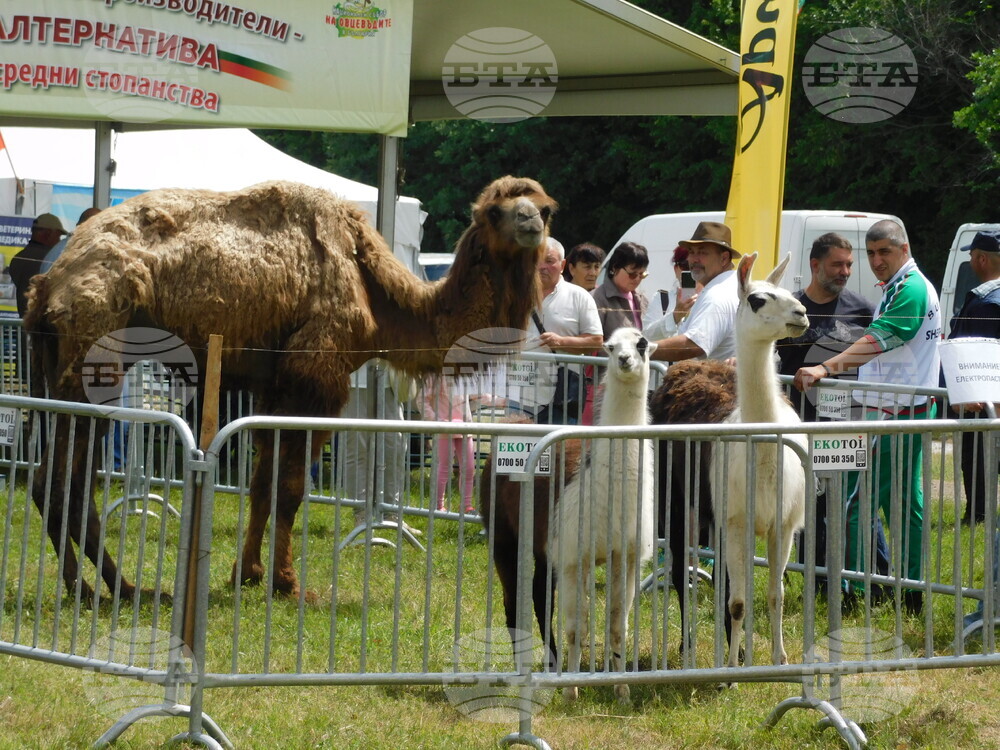 Велико Търново - Национален събор на овцевъдите край Лясковец