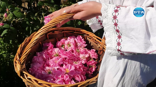 С демонстрация на ритуала розоварене започна Празникът на розата в община Карлово