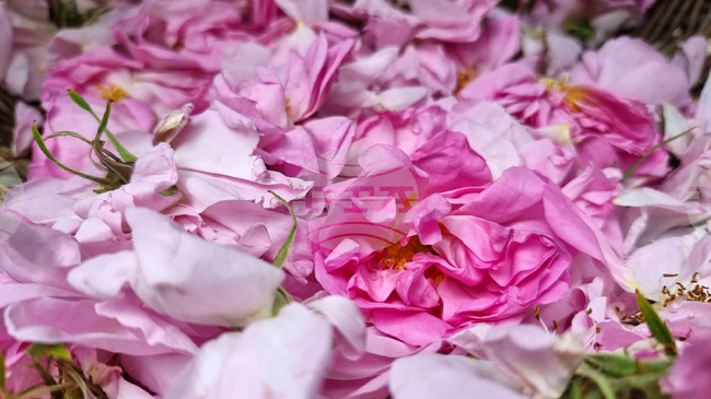 Община Казанлък ще е домакин през февруари на дискусия, посветена на опазването и популяризирането на розопроизводството в Долината