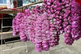 Казанлък - Музей на розата - розоварене