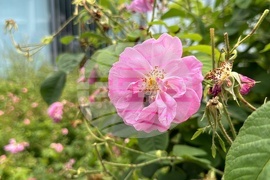 Казанлък - Музей на розата - розоварене