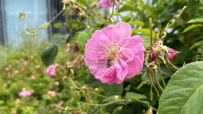 Разнообразни музикални събития са включени в програмата на тазгодишния Празник на розата в Казанлък