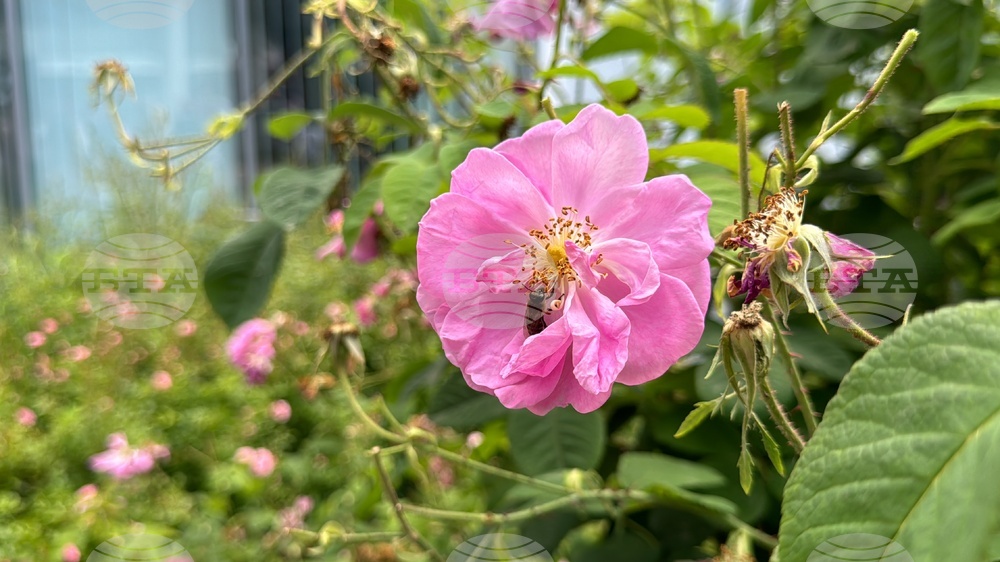 Казанлък - Музей на розата - розоварене