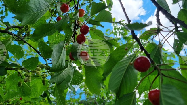 Още над 10 млн. лева са изплатени на овощари за пропаднали площи през 2025 г., съобщиха от ДФ "Земеделие"