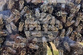 Момчилград - Фармфест - фермерски фестивал