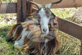 Момчилград - Фармфест - фермерски фестивал