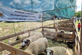 Момчилград - Фармфест - фермерски фестивал