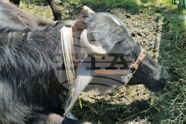 Момчилград - Фармфест - фермерски фестивал