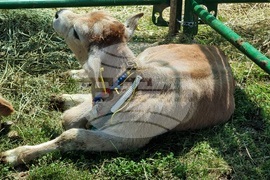 Момчилград - Фармфест - фермерски фестивал