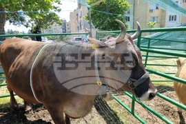 Момчилград - Фармфест - фермерски фестивал