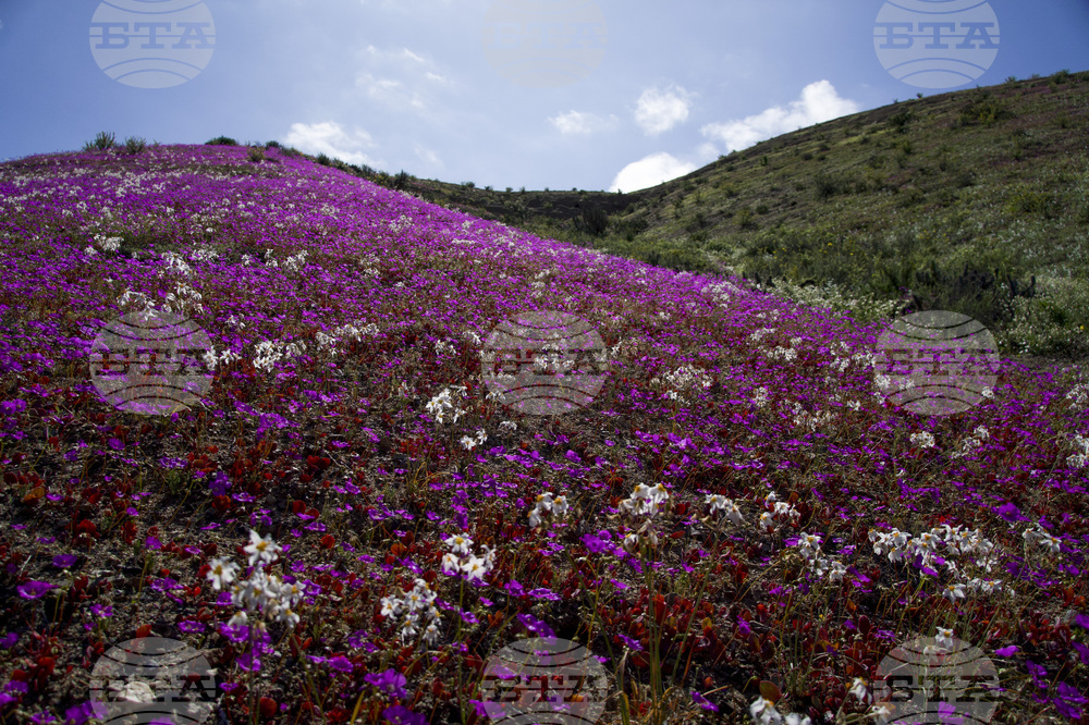 Дъждове предизвикаха рядък цъфтеж на цветя в пустинята Атакама в Чили