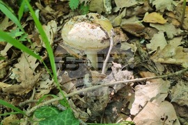 Търговище - гъби - природа