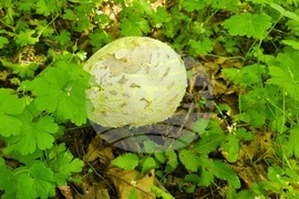 Търговище - гъби - природа