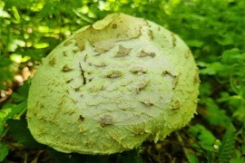 Търговище - гъби - природа