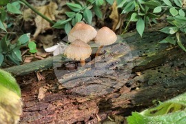 Търговище - гъби - природа