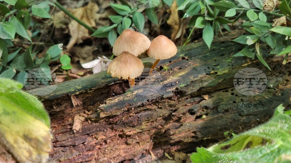 Търговище - гъби - природа