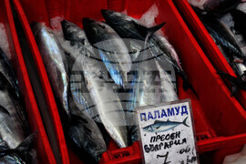 Бургас - паламуд