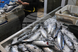 Бургас - паламуд