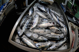 Бургас - паламуд