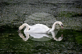 Враца - езеро - лебеди