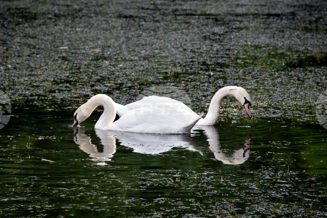 Враца - езеро - лебеди