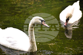 Враца - езеро - лебеди