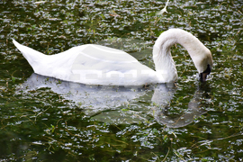 Враца - езеро - лебеди