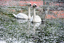 Враца - езеро - лебеди