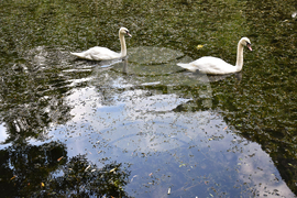 Враца - езеро - лебеди