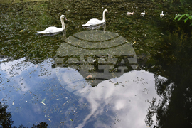 Враца - езеро - лебеди