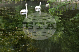 Враца - езеро - лебеди