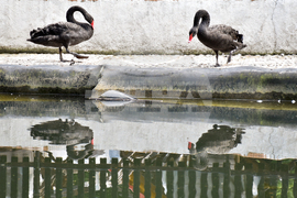 Враца - езеро - лебеди