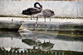 Враца - езеро - лебеди