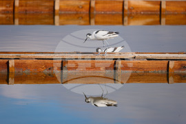 Поморие - Поморийско езеро - птици