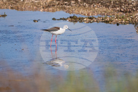 Поморие - Поморийско езеро - птици