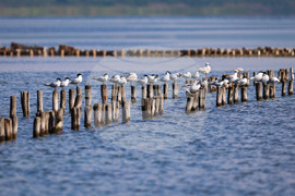 Поморие - Поморийско езеро - птици