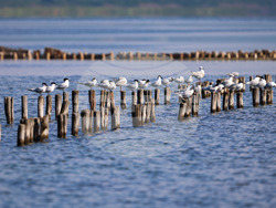 Поморие - Поморийско езеро - птици