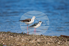 Поморие - Поморийско езеро - птици