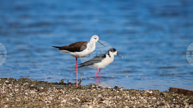 Census Registers Increase in Waterfowl Species Wintering in Bulgaria, 326,982 Birds of 99 Species Observed