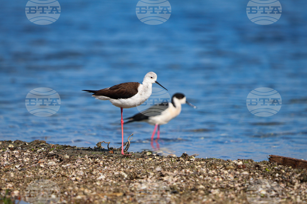 Census Registers Rise in Waterfowl Wintering in Bulgaria, 326,982 Birds of 99 Species Observed
