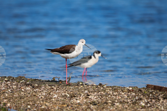 Census Registers Rise in Waterfowl Wintering in Bulgaria, 326,982 Birds of 99 Species Observed