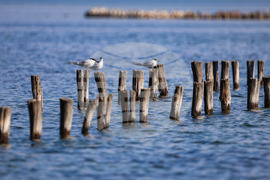 Поморие - Поморийско езеро - птици