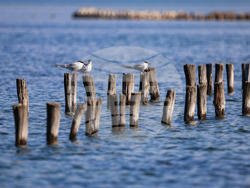 Поморие - Поморийско езеро - птици